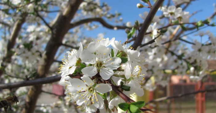 35.000 de teleormăneni îşi sărbătoresc numele de Florii