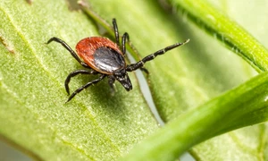 brown black spider green leaf jpg