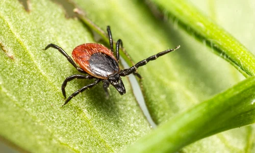 brown black spider green leaf jpg