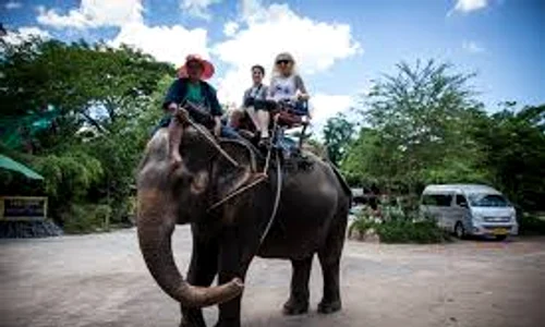 elefant images jpeg