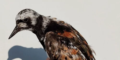 Pietrus FOTO Agigea Bird observatory png
