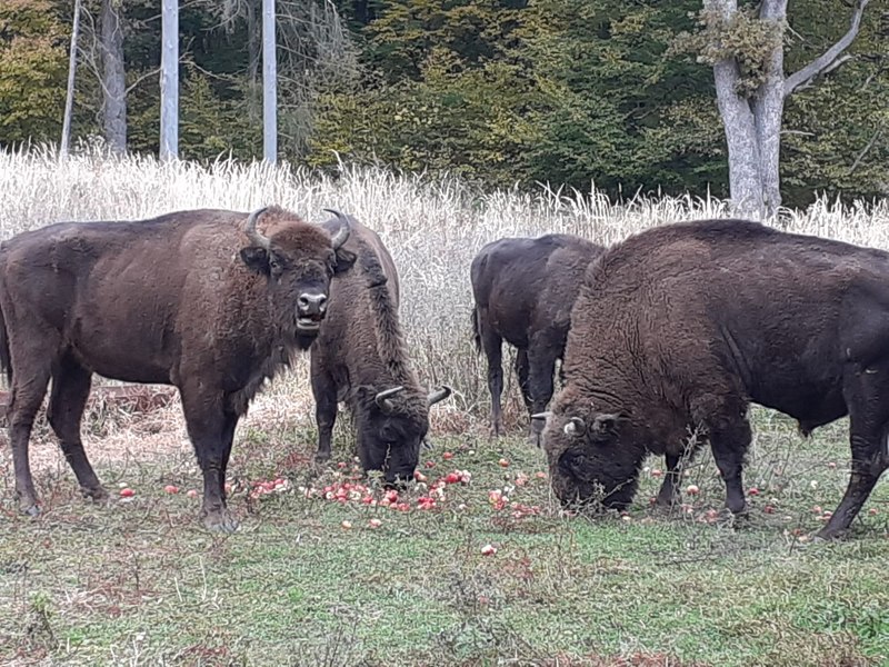 Hrană pentru zimbrii de pe plaiurile Neamţului. Comunitatea se întrece să aducă bunătăți la Parcul Natural Vânători 