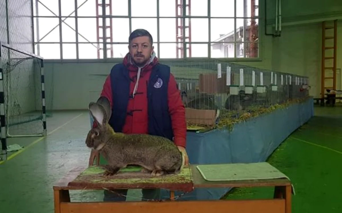 Alin Podar la ultimul concurs la care a participat cu iepurii săi