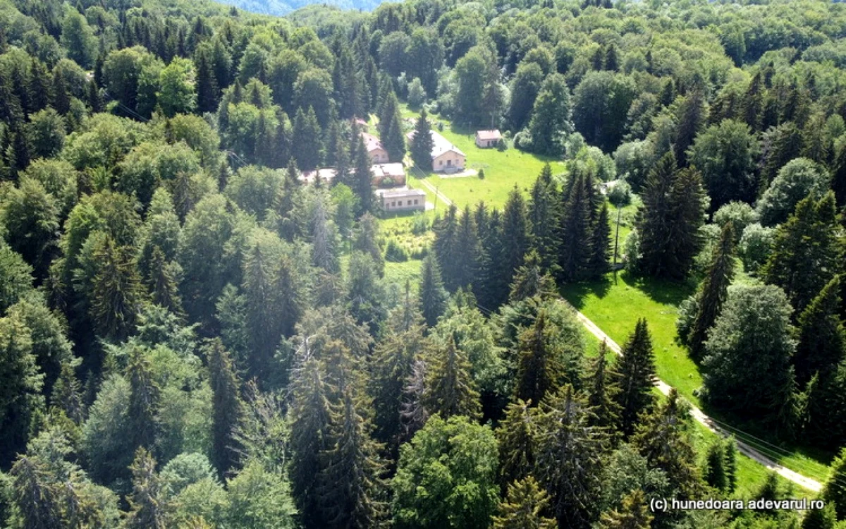 Pădurea ascunde rămăşiţele fostei baze militare de la Vadu Dobrii. Foto: Daniel Guţă. ADEVĂRUL.