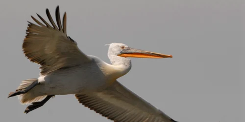 Pelicanul creţ din Delta Dunării Sursa sor.ro