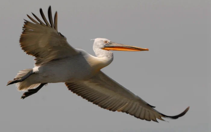 Pelicanul creţ din Delta Dunării Sursa sor.ro