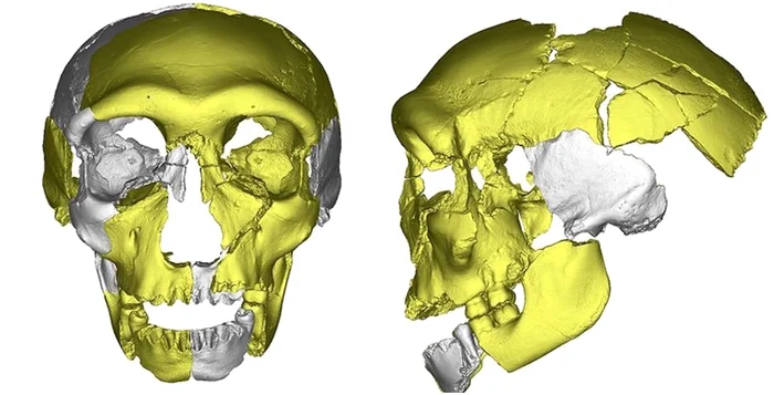 O imagine generată a rămășițelor din craniu. Wu et al. PNAS 2019, doi.org/10.1073/pnas.1902396116