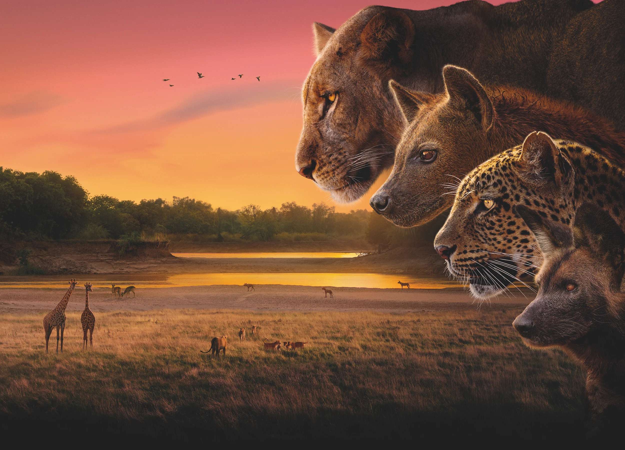 Lecția sălbăticiei după cinci ani în Africa. Producător BBC: „Mi-ar plăcea ca oamenii să aibă sprijinul pe care câinii sălbatici îl au unul față de celălalt“