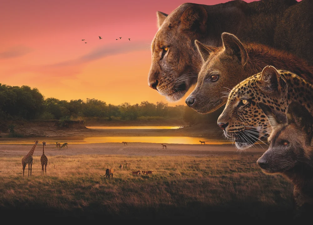 Lecția sălbăticiei după cinci ani în Africa. Producător BBC: „Mi-ar plăcea ca oamenii să aibă sprijinul pe care câinii sălbatici îl au unul față de celălalt“