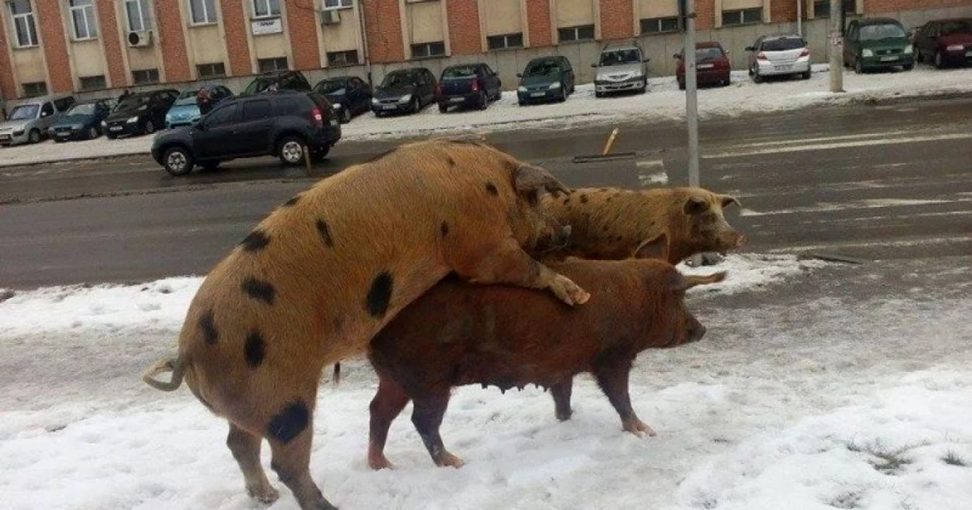 porci alba iulia