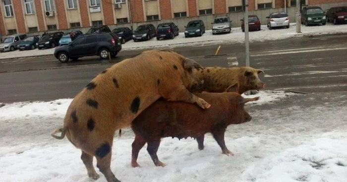 porci alba iulia
