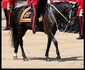 Prințul William, repetiții pentru Trooping the colour, Profimedia