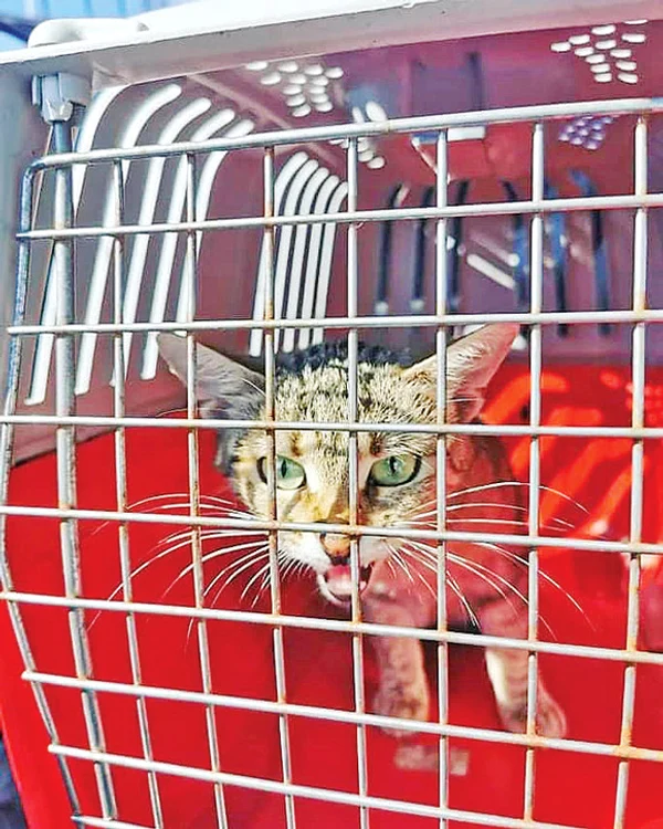 
    Ham-ham, merg  la doctor cu taxiul!Fotografii: Facebook/MegaDreams Pet Taxi  