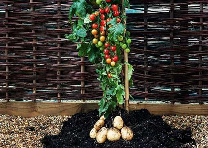 planta