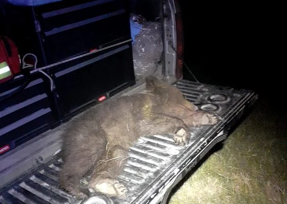 Ursulețul a fost călcat de mașină FOTO: Facebook Garda de Mediu Covasna