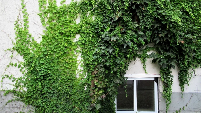 Iederă / foto: Pixabay