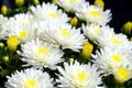 flower 7392770 1280 jpg