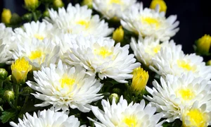 flower 7392770 1280 jpg