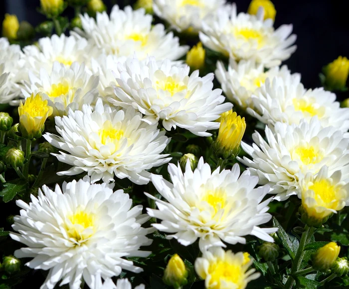 Pregătirea crizantemelor pentru sezonul rece/ foto: Pixabay