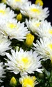 flower 7392770 1280 jpg