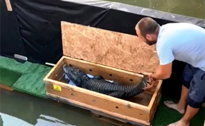 
    Carne de crocodil friptă, cu cartofi dulci, ananas şi mango   