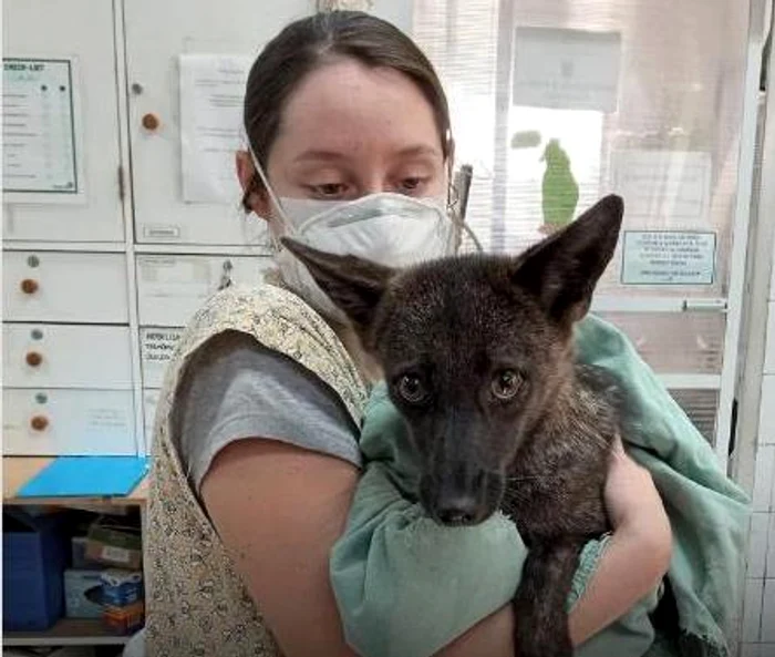 Animal hibrid, nici câine, nici vulpe FOTO: Instagram