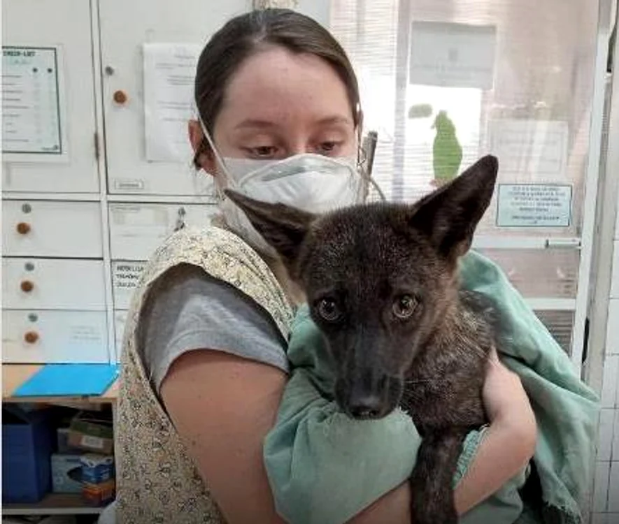 Animal hibrid, nici câine, nici vulpe FOTO: Instagram