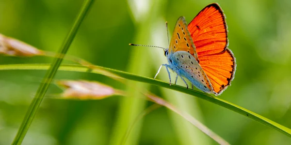 Lycaena dispar, Foto Parcul Natural Grădiștea muncelului Cioclovina jpg