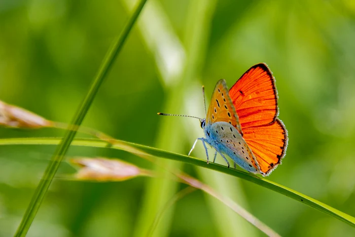 Lycaena dispar. Foto: Parcul Natural Grădiștea Muncelului Cioclovina.