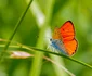 Lycaena dispar, Foto Parcul Natural Grădiștea muncelului Cioclovina jpg