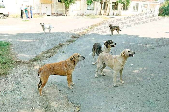 Aceștia sunt o parte din câinii implicaţi în atac