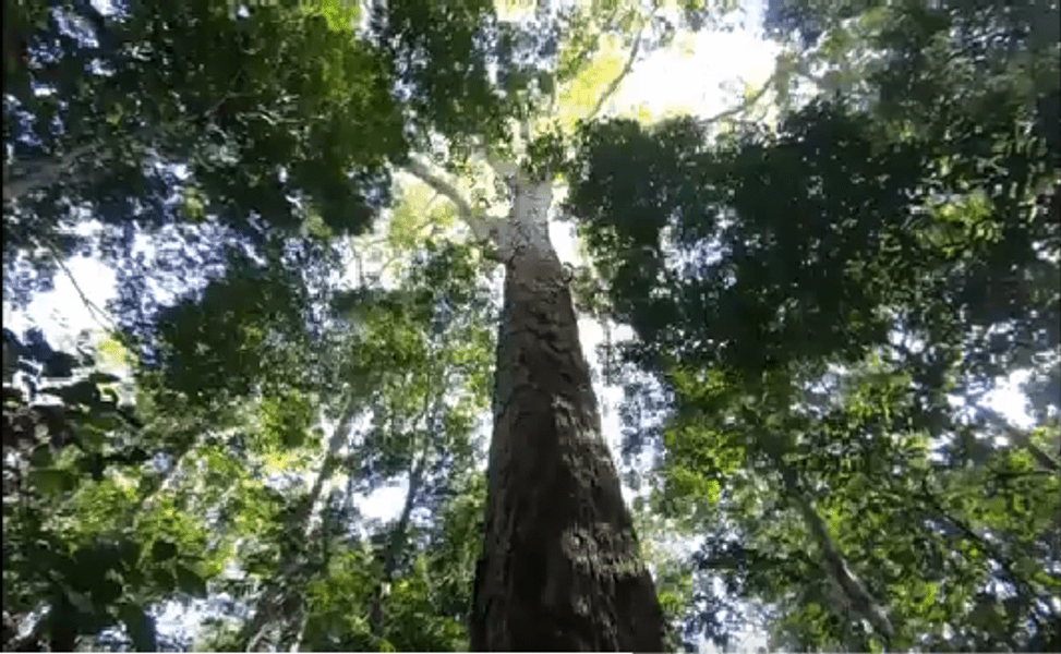O expediţie ştiinţifică a ajuns la cel mai mare copac din Amazonia VIDEO
