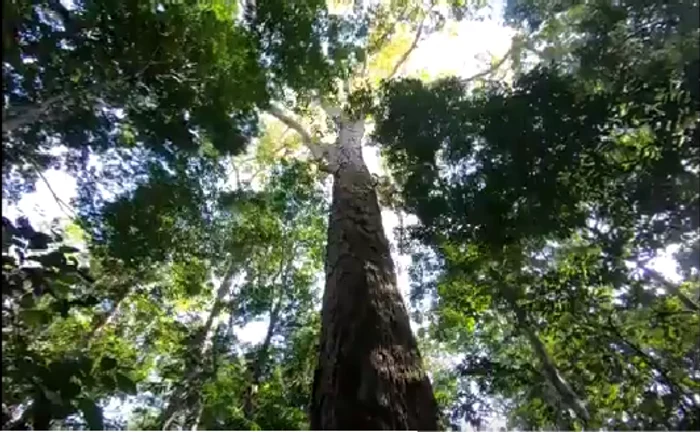 Cel mai mare arbore din pădurea amazoniană are 88,5 metri înălțime FOTO Captură Twitter