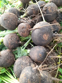 Mama Lenuța spune că legumele sunt pline de vitamine și ne scapă de răceli. FOTO: Mama Lenuța