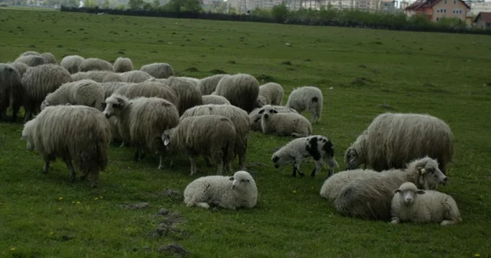 Mulţi dintre noi preferă turma pentru că îşi pot ascunde manifestările violente Foto: Adevarul.ro