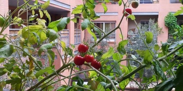 rosii la balcon