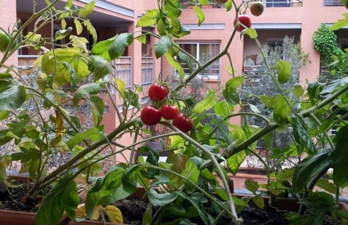 rosii la balcon