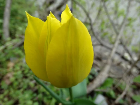 Laleaua galbenă de Cazane planta unică din Clisura Dunării Foto Romsilva Parcul Natural Porțile de Fier