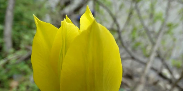 Laleaua galbenă de Cazane planta unică din Clisura Dunării Foto Romsilva Parcul Natural Porțile de Fier