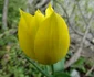 Laleaua galbenă de Cazane planta unică din Clisura Dunării Foto Romsilva Parcul Natural Porțile de Fier