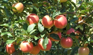 pomi fructiferi jpeg