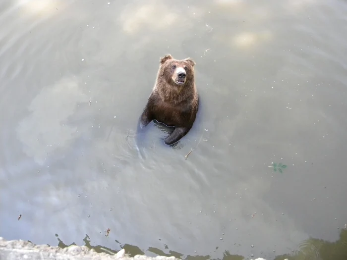 Urşii de la Zoo îşi petrec zilele caniculare în adăposturi şi şanţurile cu apă. FOTO Dana Mihai