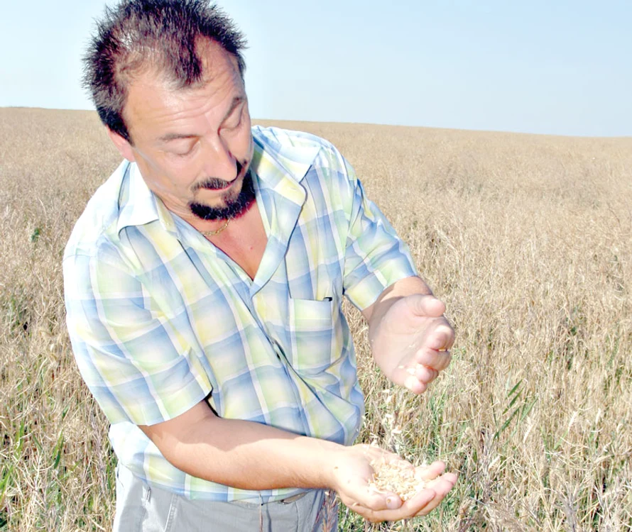 “Grâul este uscat  şi plin de neghină”,  spune Nelu, un  agricultor din Ilfov