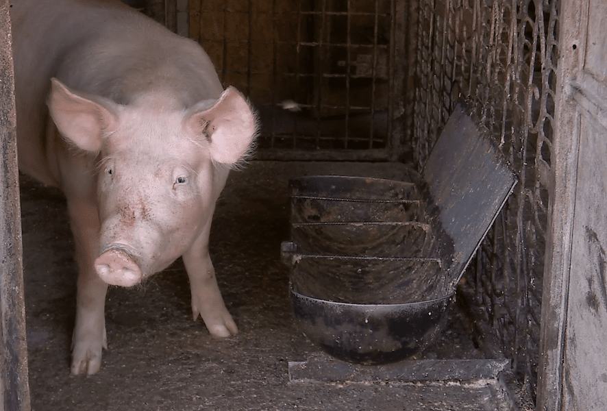 Tot ce trebuie să știi dacă vrei să vinzi sau să cumperi porc de la țară. Cum poate fi transportat la oraș un porc tăiat