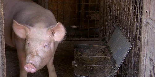 afumaturi carne porc buzau candesti emil romanescu (1) png