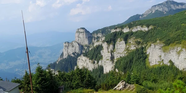 ceahlaucuvulturi jpg