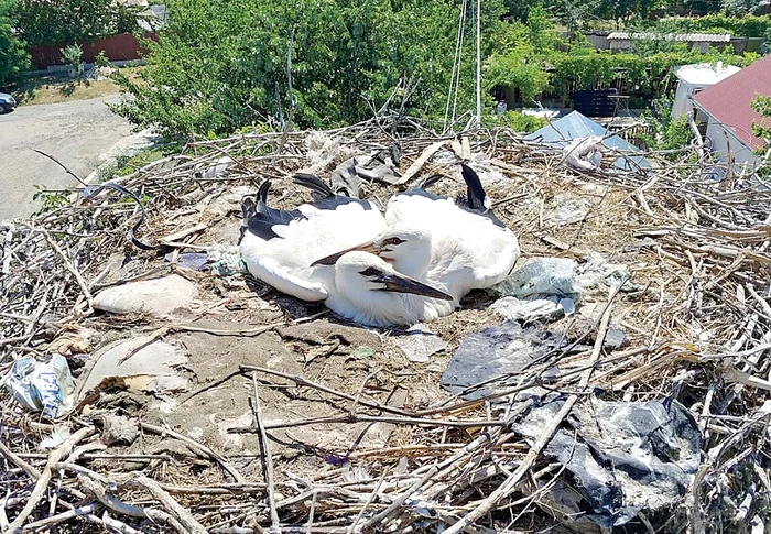 Gunoaiele care ajung în cuiburi pot prezenta pericole serioase pentru puiFotografii: Sebastian Bugariu