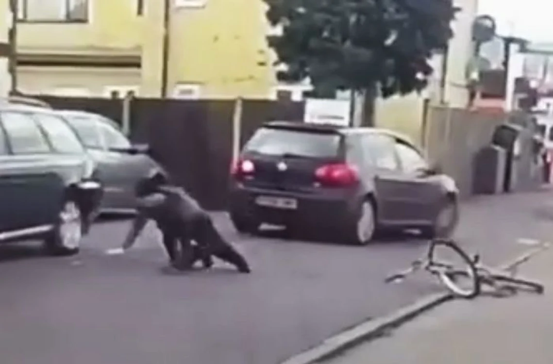 
    Un biciclist s-a răzbunat, după ce a fost lovit de o mașinăfoto: captură video  