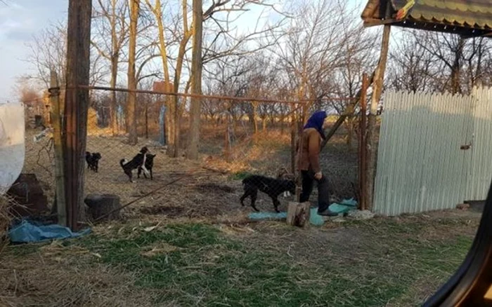 
    Femeia trăiește alături de 25 de câini Foto: adevarul.ro  