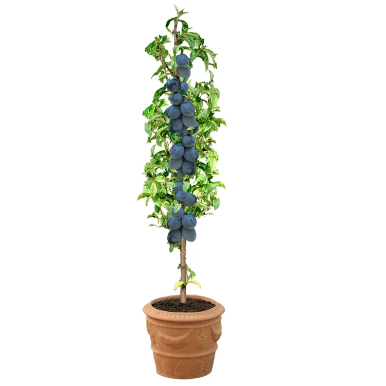 pomi fructiferi pitici
